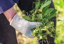 Este sigur sa mananci buruieni?