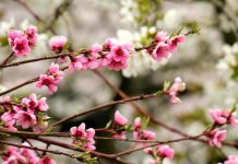 Importanța tratamentelor la pomii fructiferi pentru sănătatea și productivitatea livezii